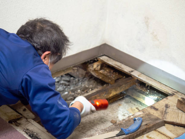Best Water Damage Restoration  in Folkston, GA