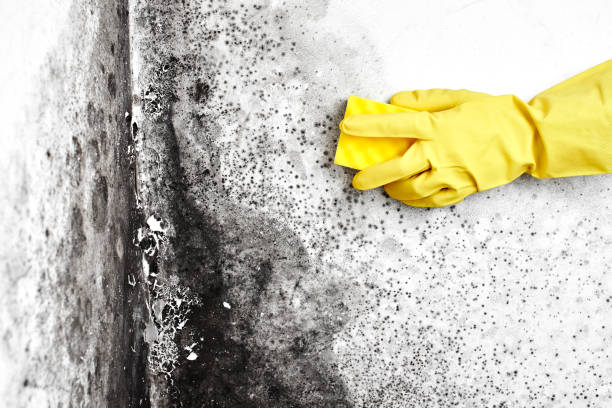 Best Best Mold Removal Companies  in Folkston, GA