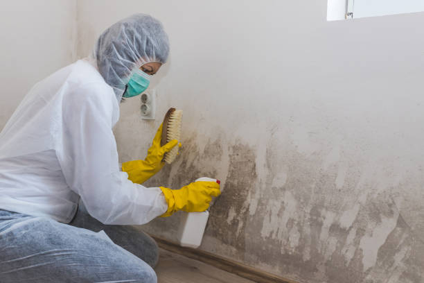 Crawl Space Mold Removal in Folkston, GA