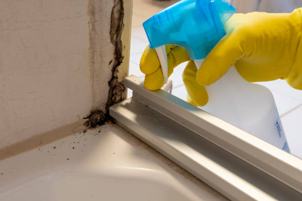 Best Professional Mold Removal  in Folkston, GA